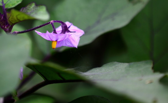 淡紫色的小花