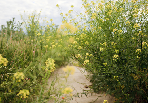 油菜