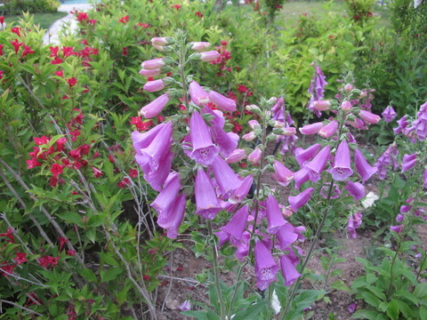 紫色吊鐘蘭花