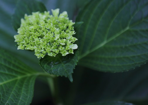 綠色繡球花