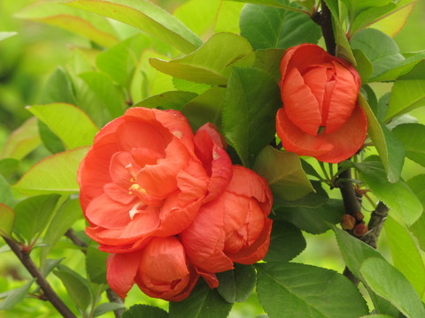 貼梗海棠 紅海棠