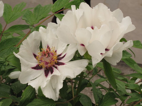 白芍藥