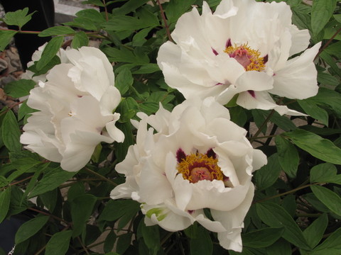 白芍藥