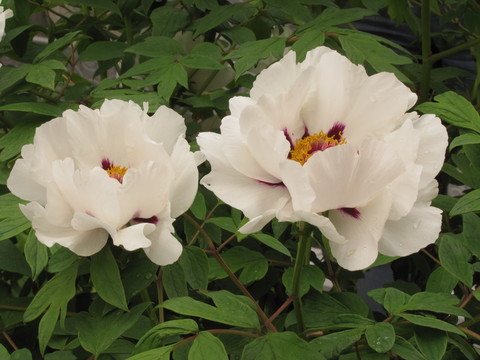 白芍藥