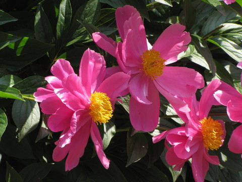 紅芍藥