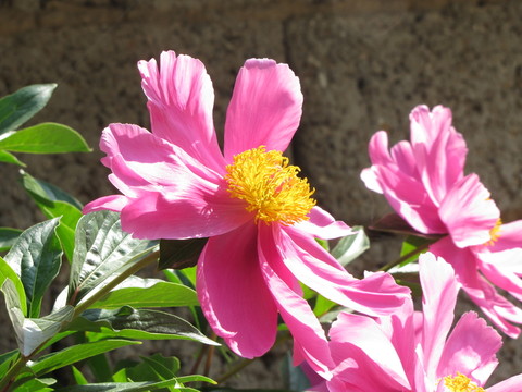 紅芍藥