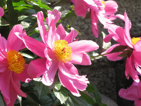 紅芍藥