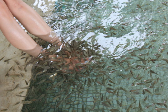 魚療