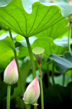 夏荷