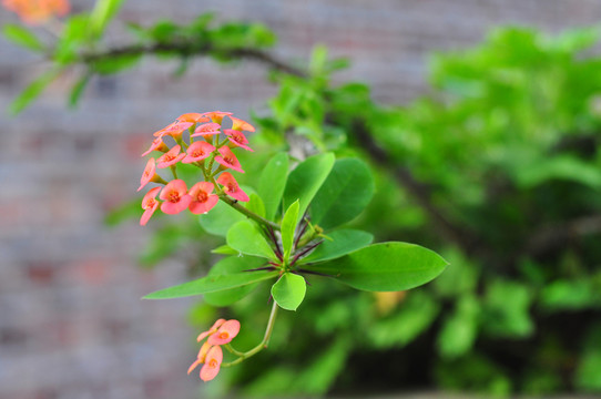 紅花