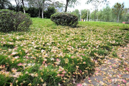 合歡花 落花
