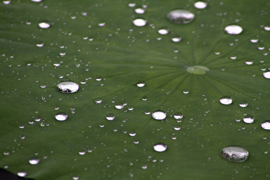 雨荷