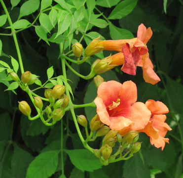 凌霄花