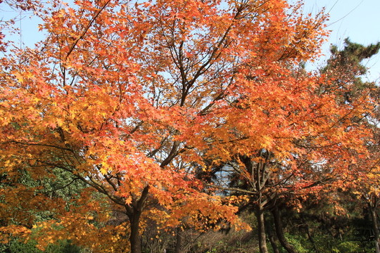 公園秋色