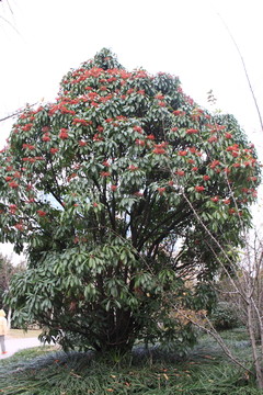 公園秋色