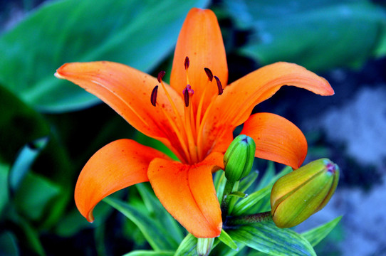 百合花