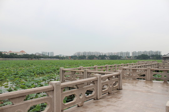 荷花池
