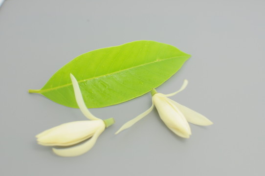 白蘭花 綠葉