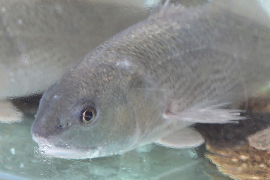 魚