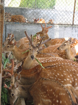 梅花鹿食草