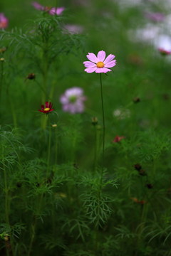 雛菊