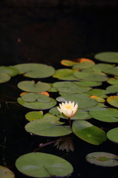 白色蓮花