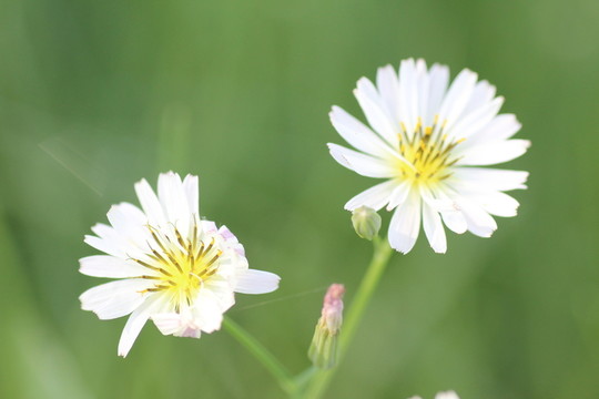 苦菜花