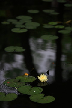 小池蓮花