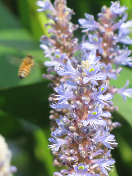 梭鱼草花与蜜蜂