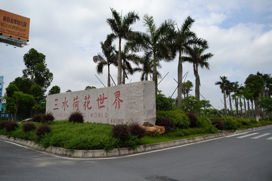 椰樹 三水荷花世界 風(fēng)景