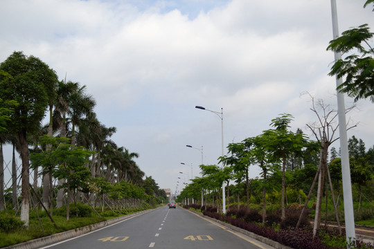 椰樹(shù) 公路 道路 綠化
