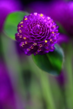 紫色的小花