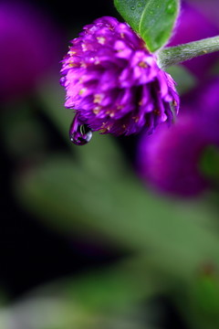 花朵與水珠