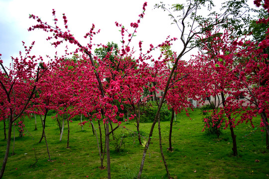 桃花 桃樹 風景