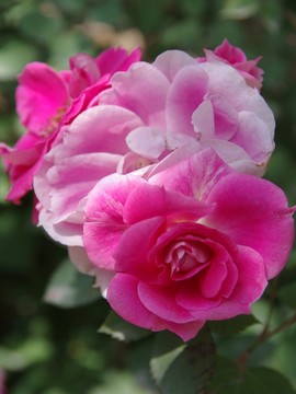 月季花