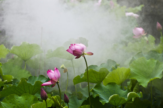 荷花