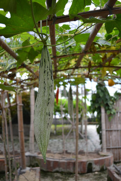 生態(tài)園 絲瓜 蔬菜