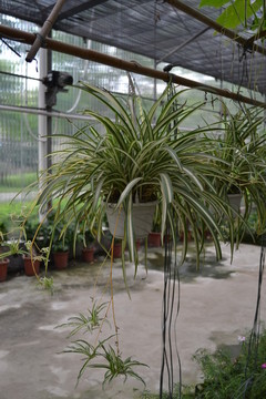 生態(tài)園 花草  植物  蘭花