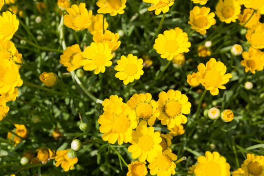 黃色野菊花