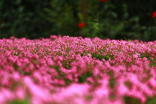 三葉草