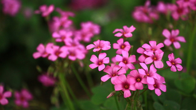 三葉草