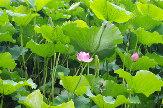荷花