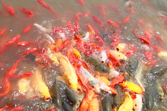 鱗魚