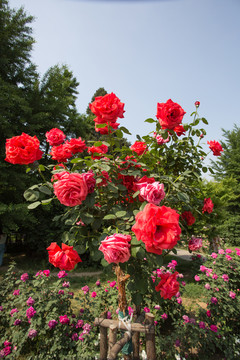 月季花開