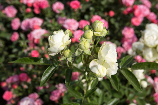 月季花開(kāi)