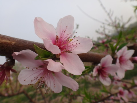 桃花朵朵
