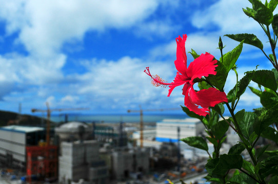 大紅花 扶桑