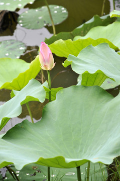 荷花