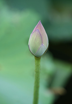 小荷
