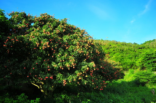 廣東水果 荔枝
